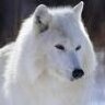 Whitewolf