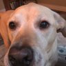 DieselDog2016