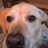 DieselDog2016