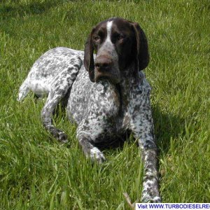 Diesel in the grass