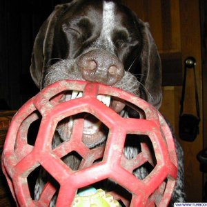 Diesel with a Holey Roller