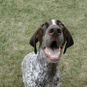smiling GSP
