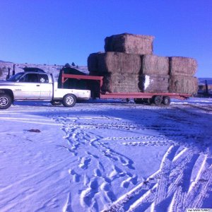 hayhaulin