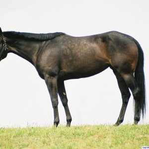 Our Horse Lopin Lucille