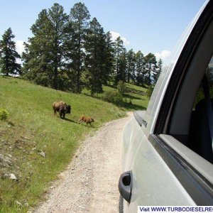 Bison_range081r1