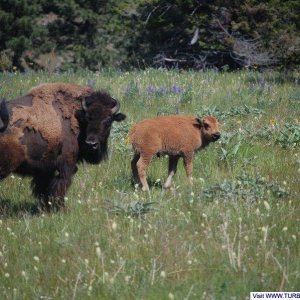 Bison_range153r