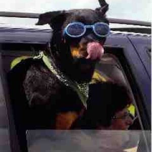 Doggles