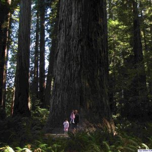 Redwoods National & State Parks