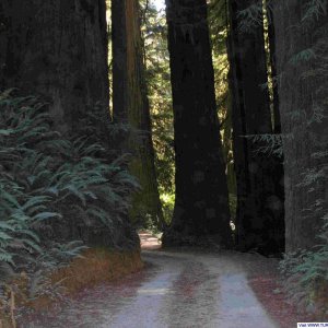 Gravel road to Stout Grove - Jedidiah Smith State Park