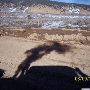Shadows