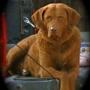 chopper 1999-2010