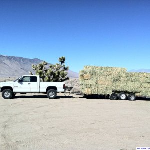 Pulling Hay for the Burros at Wild Burro Rescue