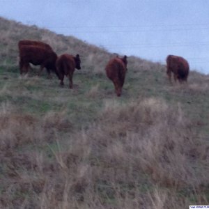 Girls on the hill
