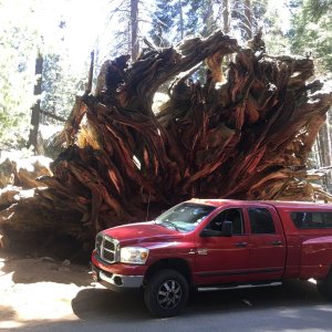 Big Red in Sequoia National Park