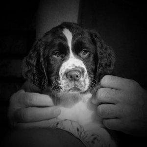 bugsy