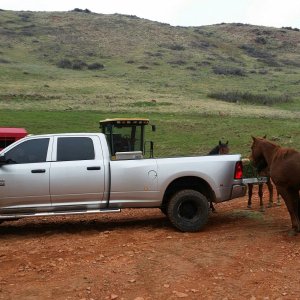 Rafter Star Ranch, Mustangs come to steal some hay out of my Ram.
