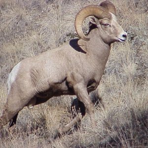 RAM