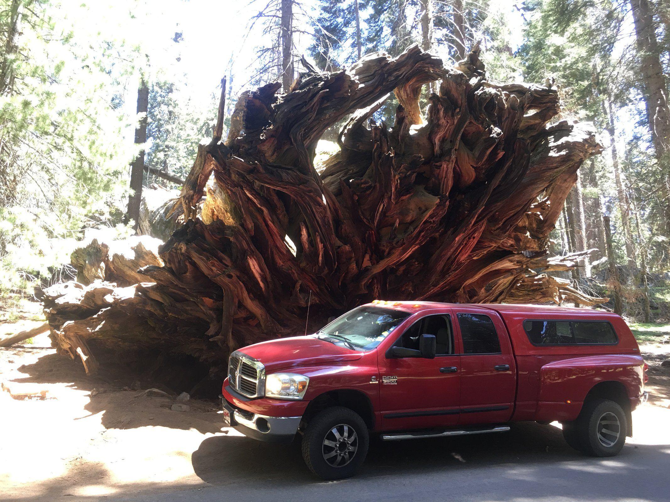 Big Red in Sequoia National Park