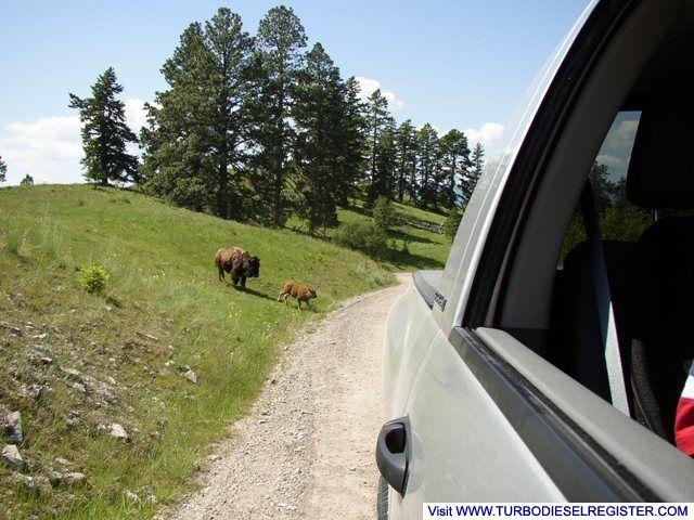 Bison_range081r1