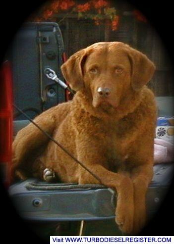 chopper 1999-2010