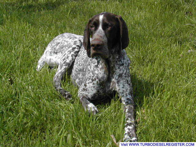 Diesel in the grass