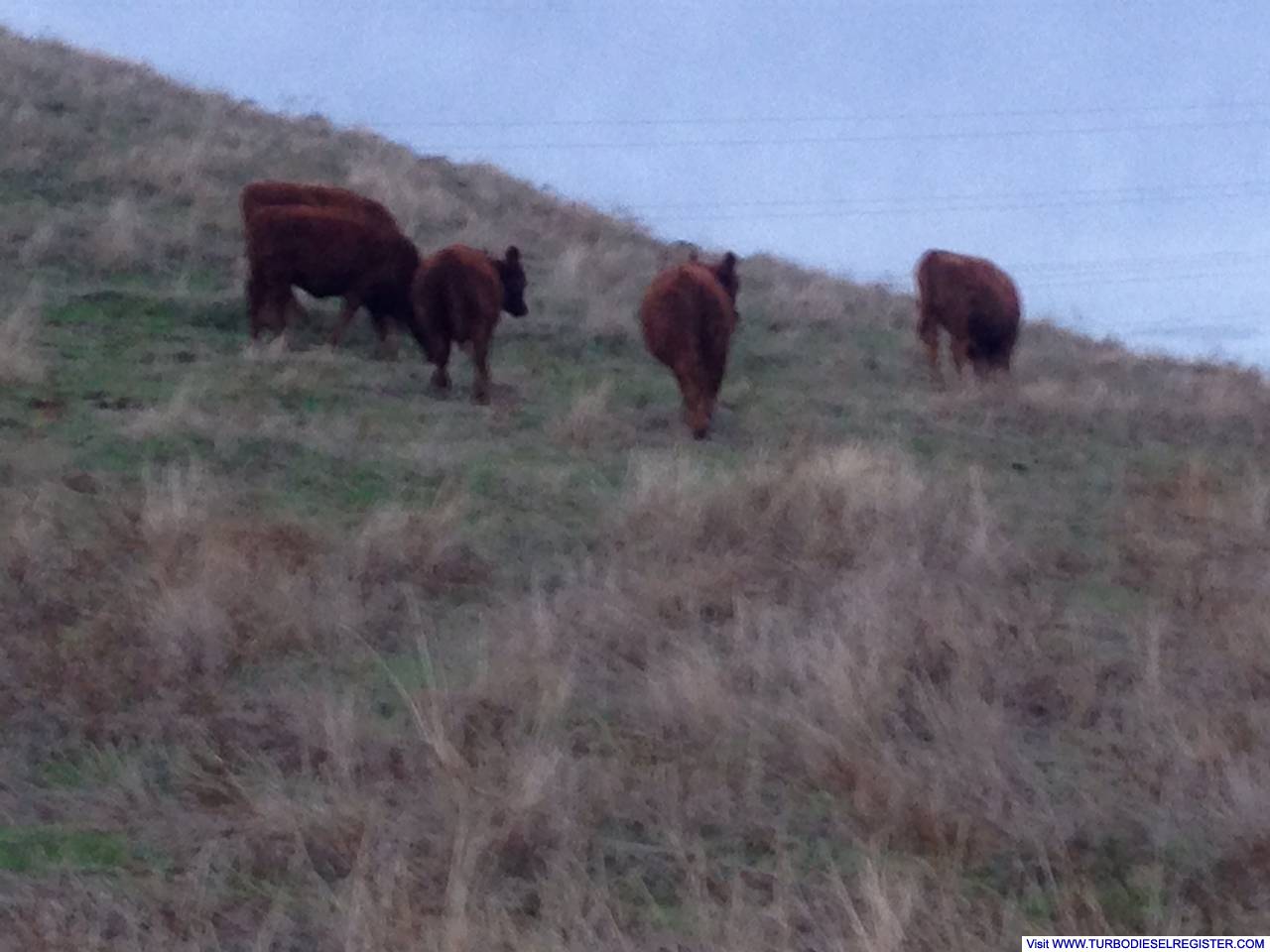 Girls on the hill