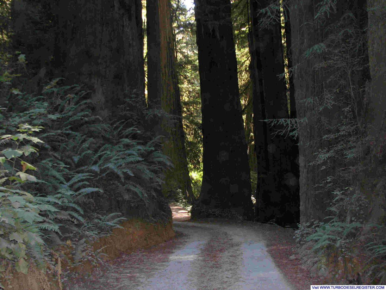 Gravel road to Stout Grove - Jedidiah Smith State Park