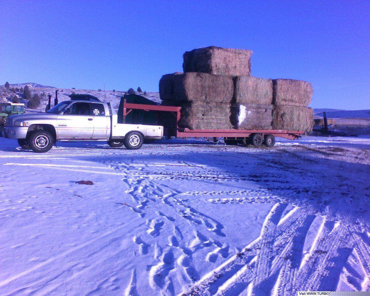 hayhaulin