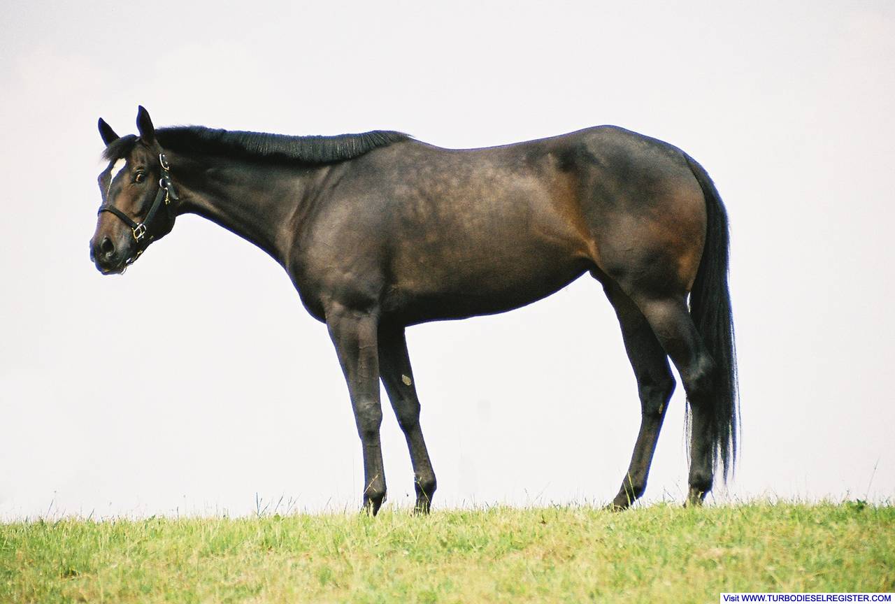 Our Horse Lopin Lucille
