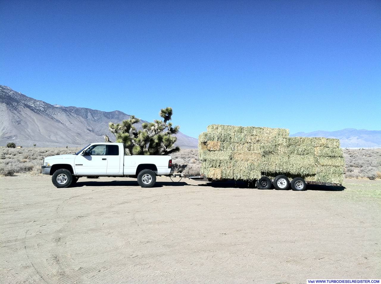 Pulling Hay for the Burros at Wild Burro Rescue