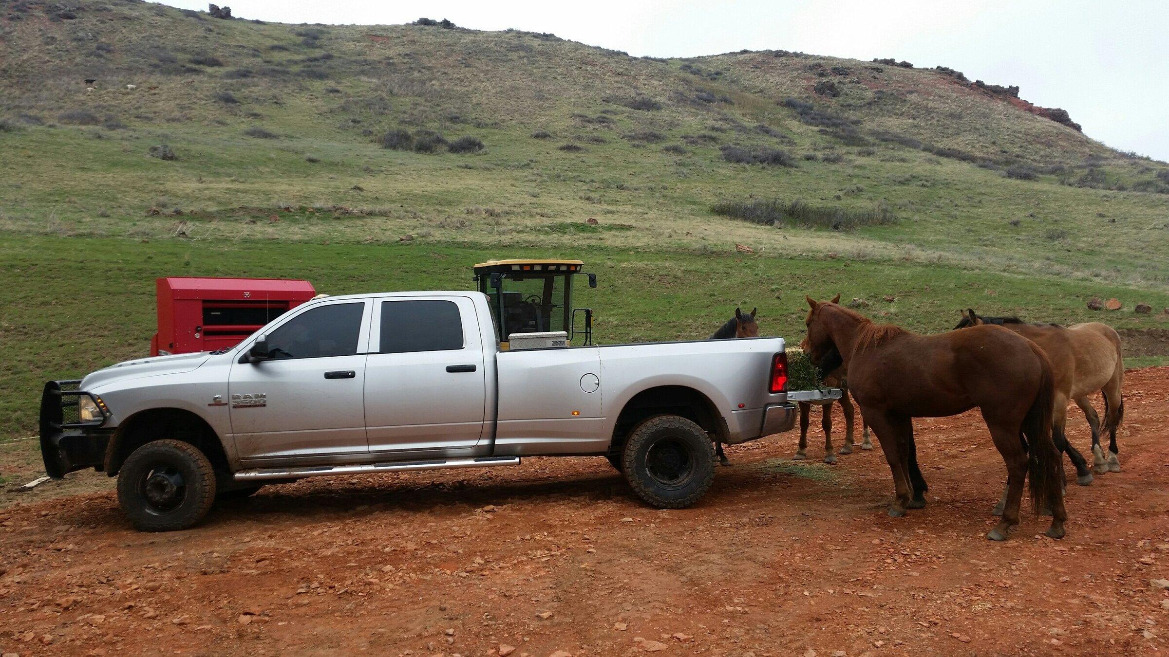 Rafter Star Ranch, Mustangs come to steal some hay out of my Ram.