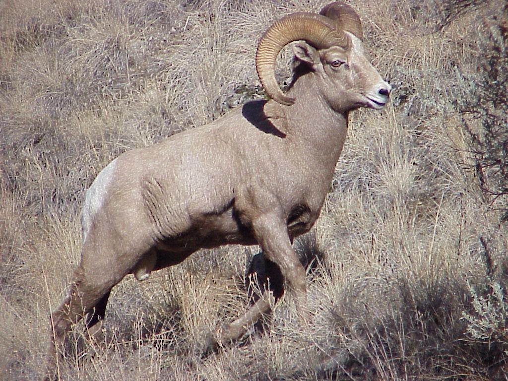 RAM
