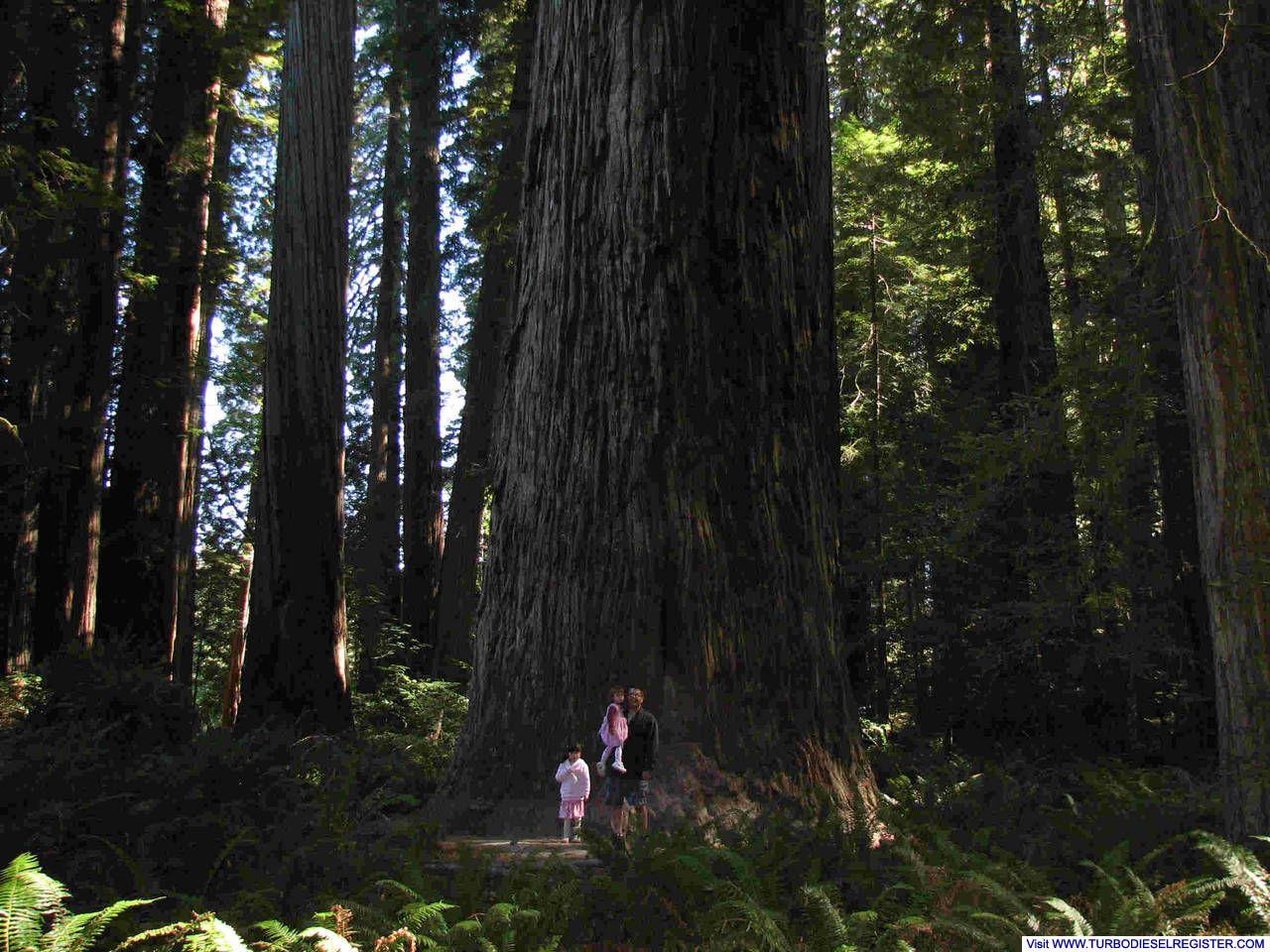 Redwoods National & State Parks