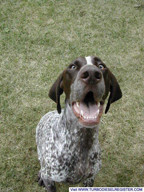 smiling GSP